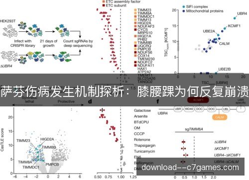 萨芬伤病发生机制探析：膝腰踝为何反复崩溃